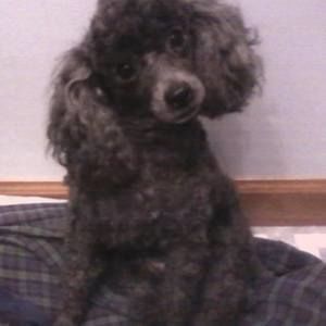 Meet your Posher, Carla